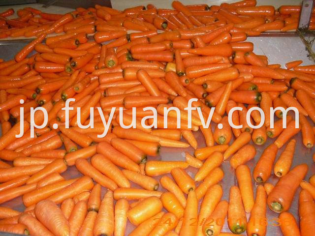 shandong carrot 